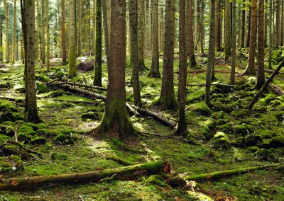 Are Carbon Accounting Rules for Biomass Energy Fit for Purpose?