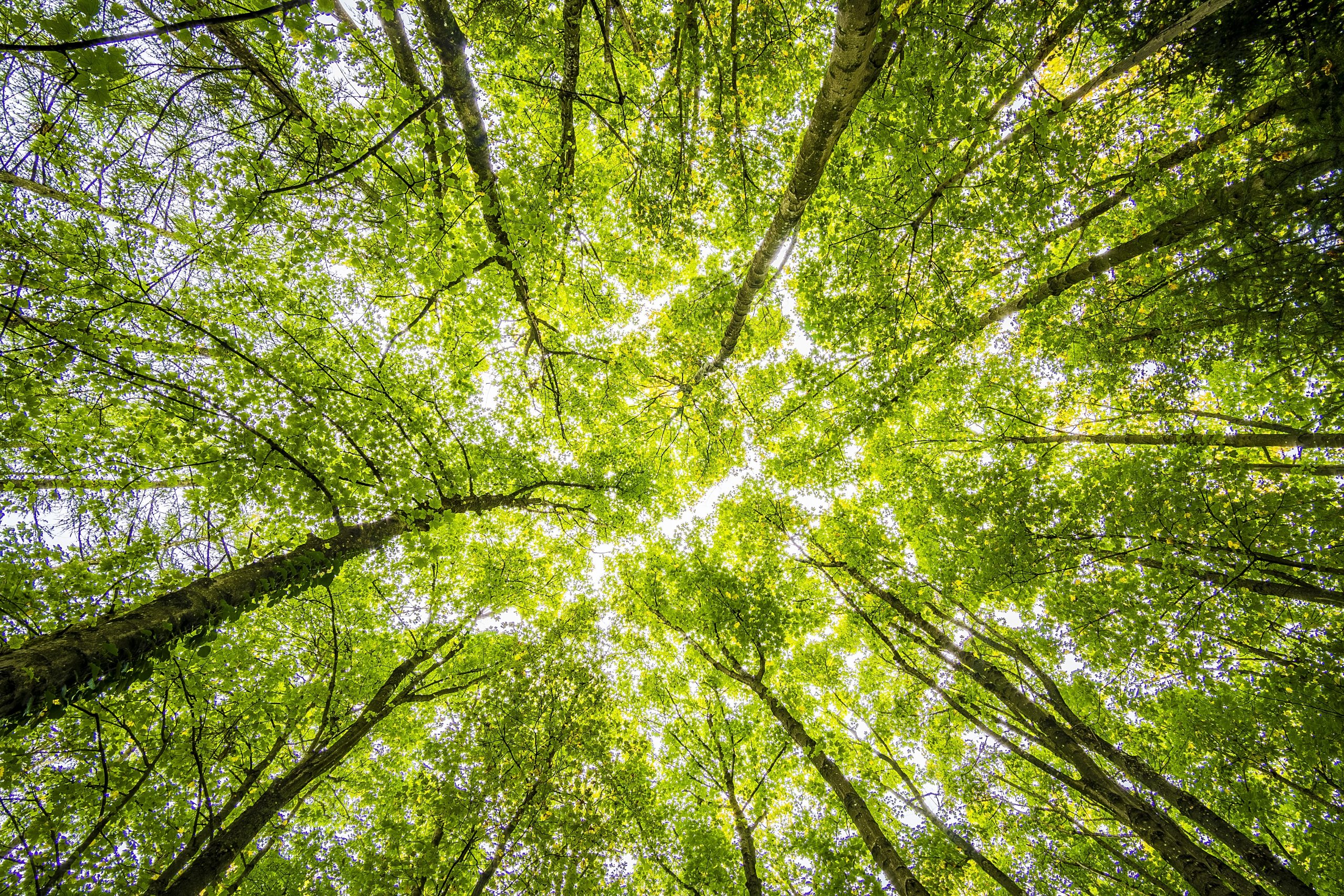 image de forêt nette zéro